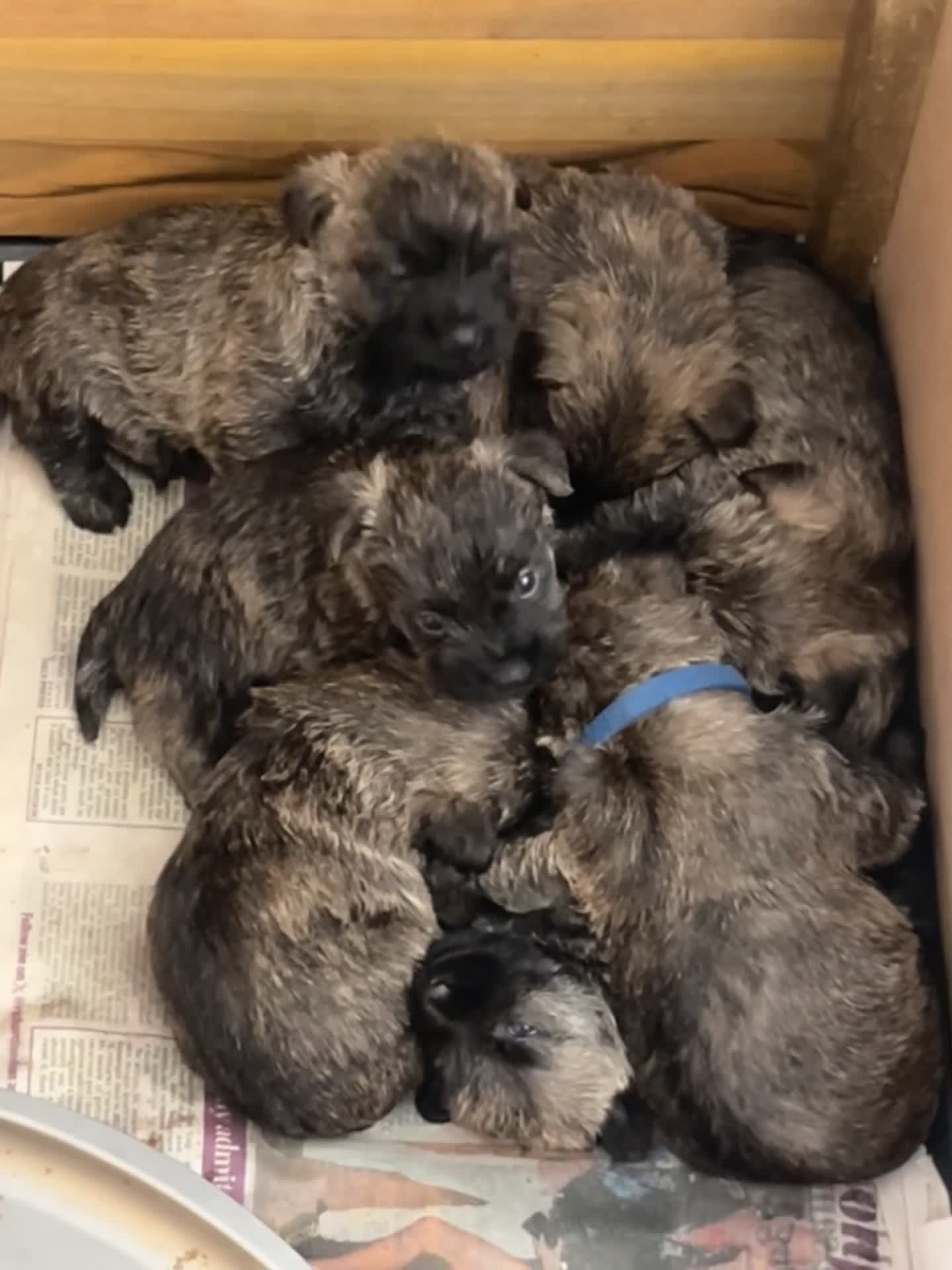 Cairn Terrier dogs for sale: KC Registered cairn terrier in Bradford - Video 3