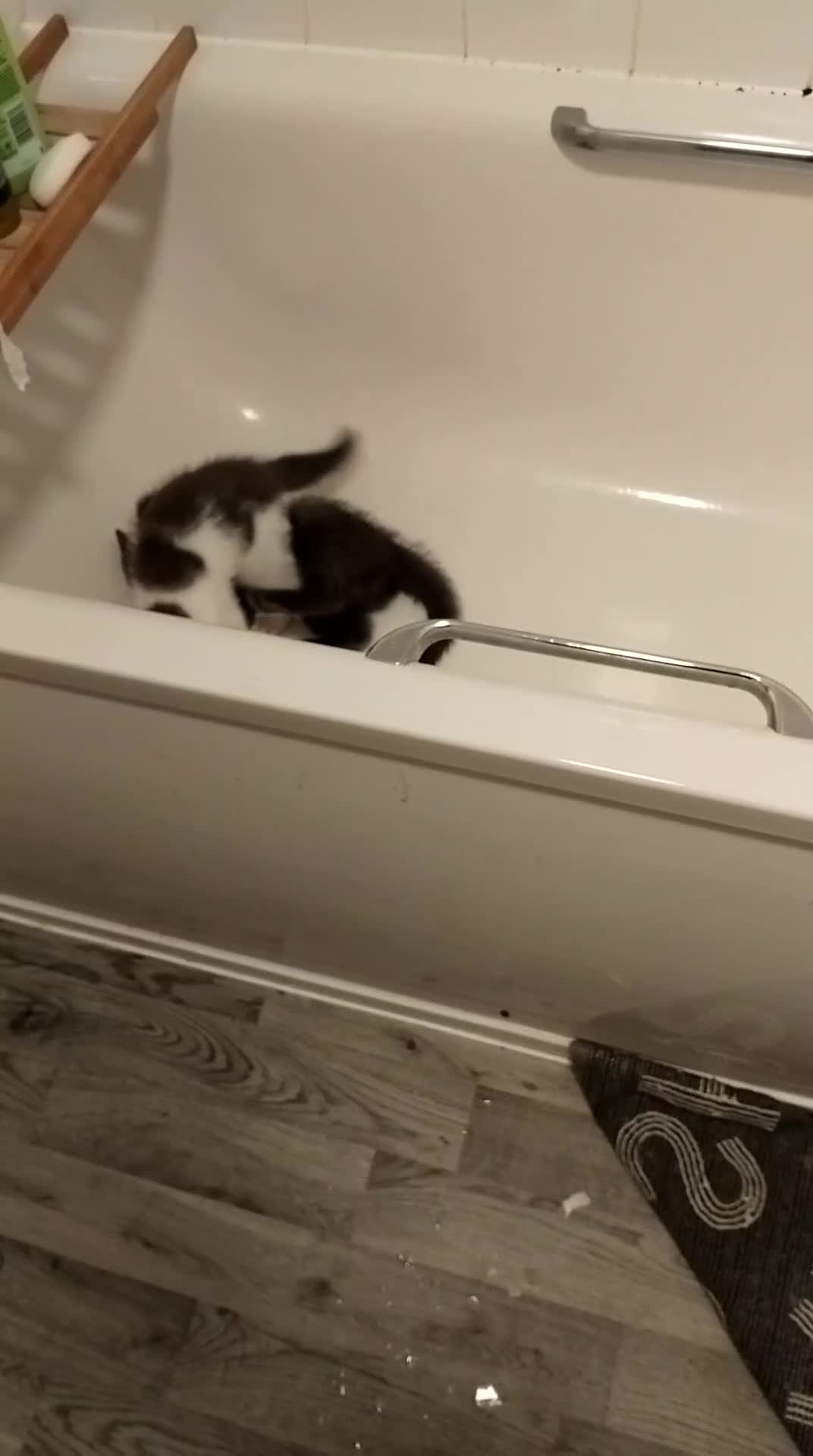 Mixed Breed cats for sale: 3 months of kittens for sale in Preston - Video 2