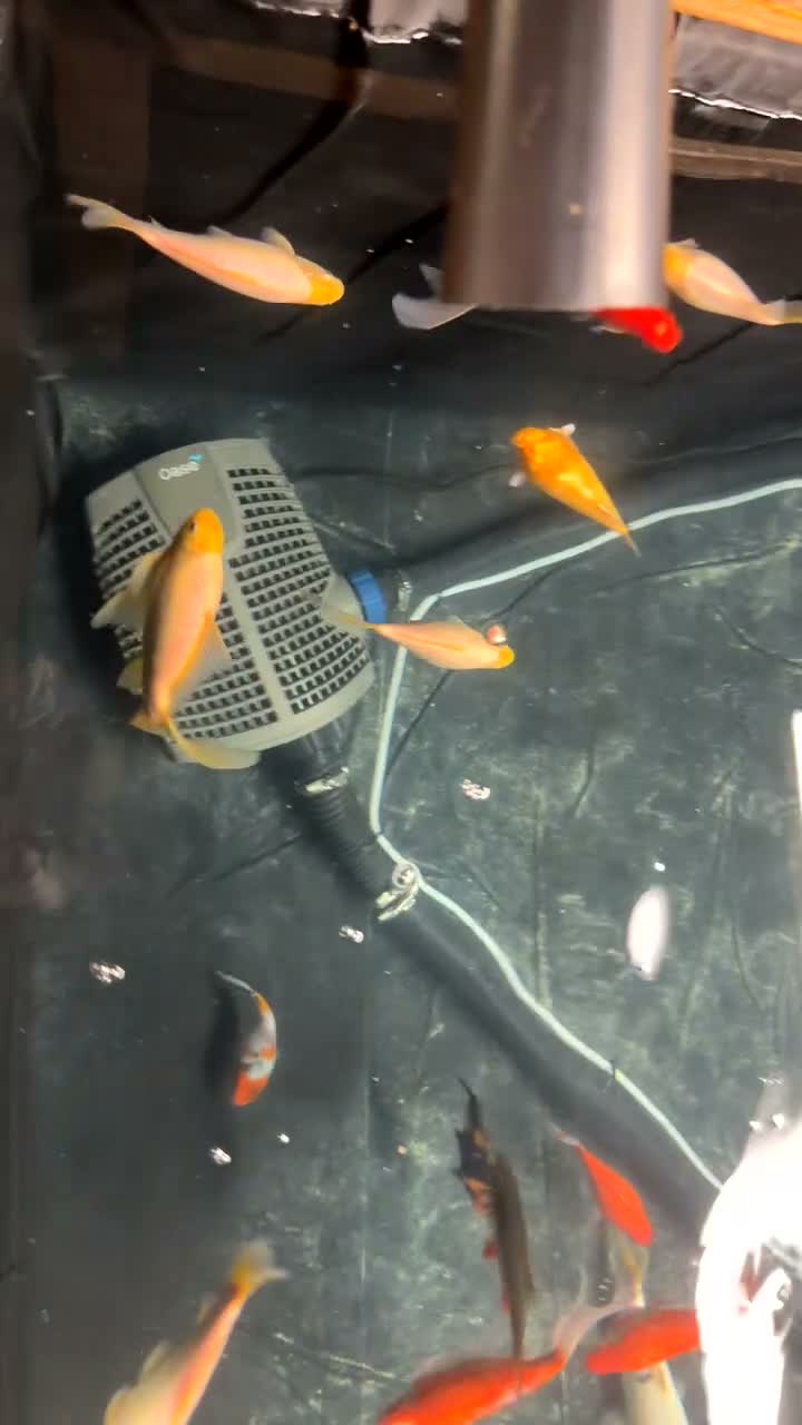 Goldfish fish for sale: Goldfish only in Widnes - Video 1
