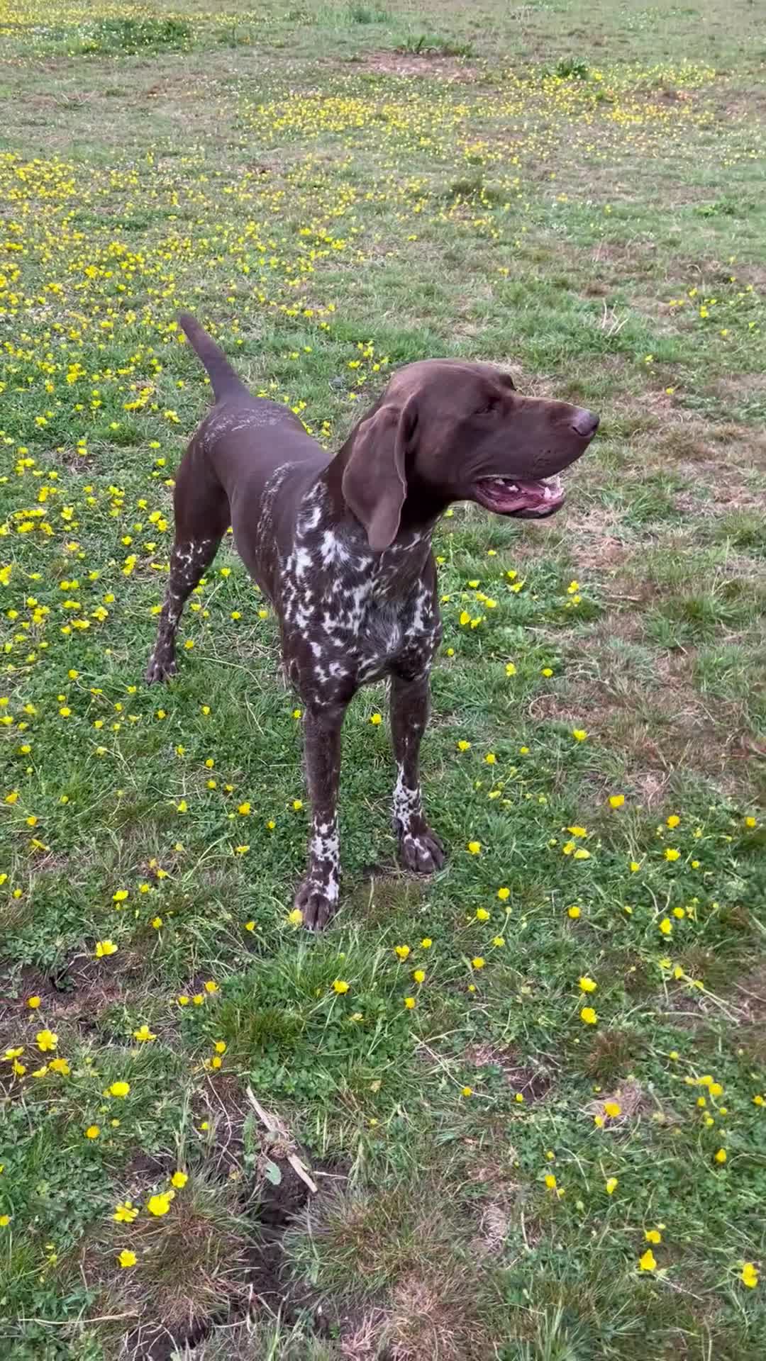 German Shorthaired Pointer dogs for stud: GSP Available for stud - Video 3
