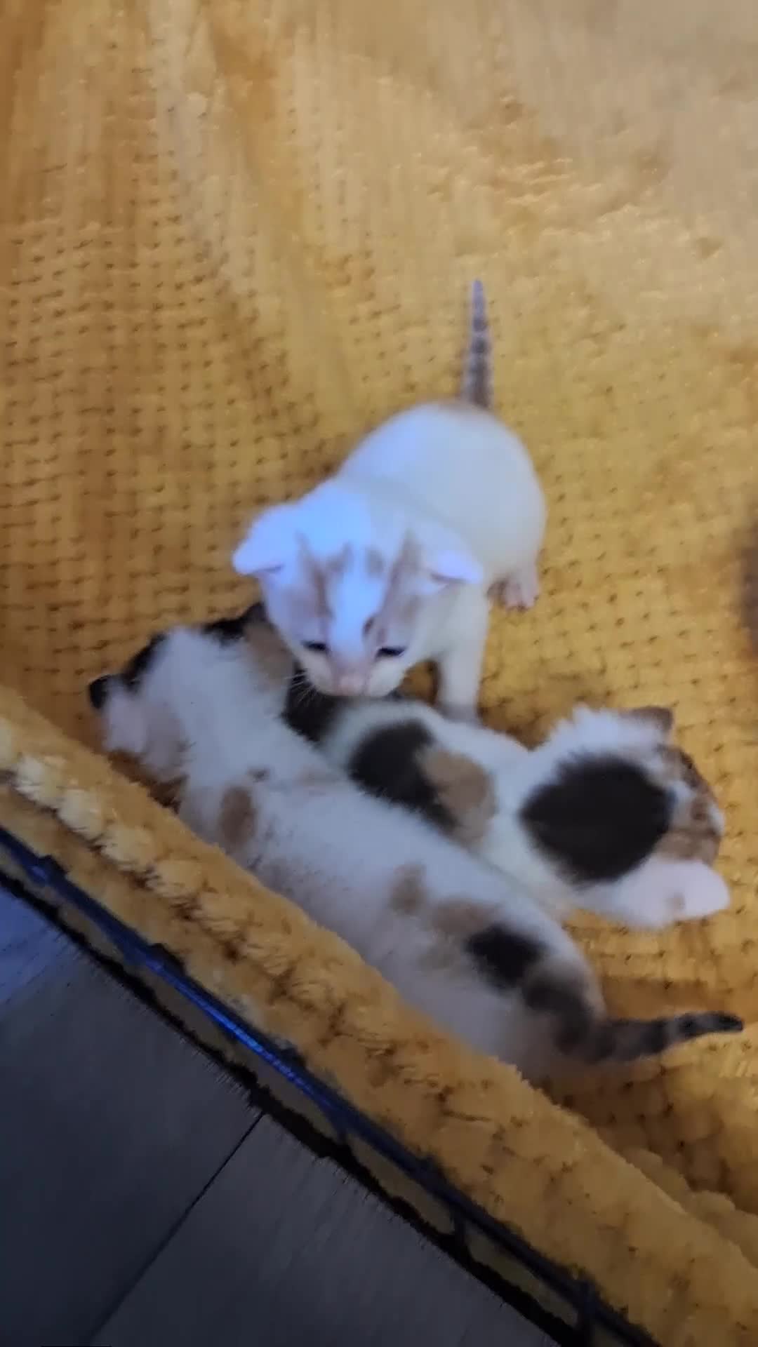 Mixed Breed cats for sale: 5 absoloutly stunning kittens  - Video 2