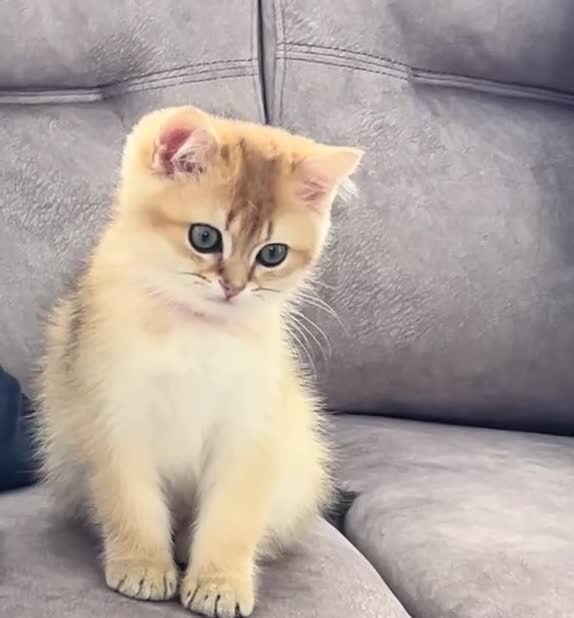 Brazilian Shorthair cats for sale: British short hair kitten (Mochi NY11) in Leeds - Video 2