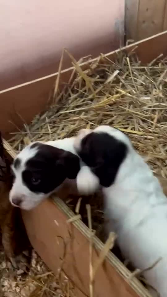 English Springer Spaniel dogs for sale: Working English Springer Spaniel pups - Video 1