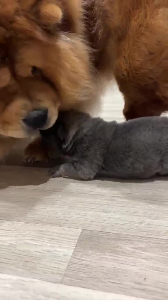 Chow Chow dogs for sale: Chow chow - Video 1