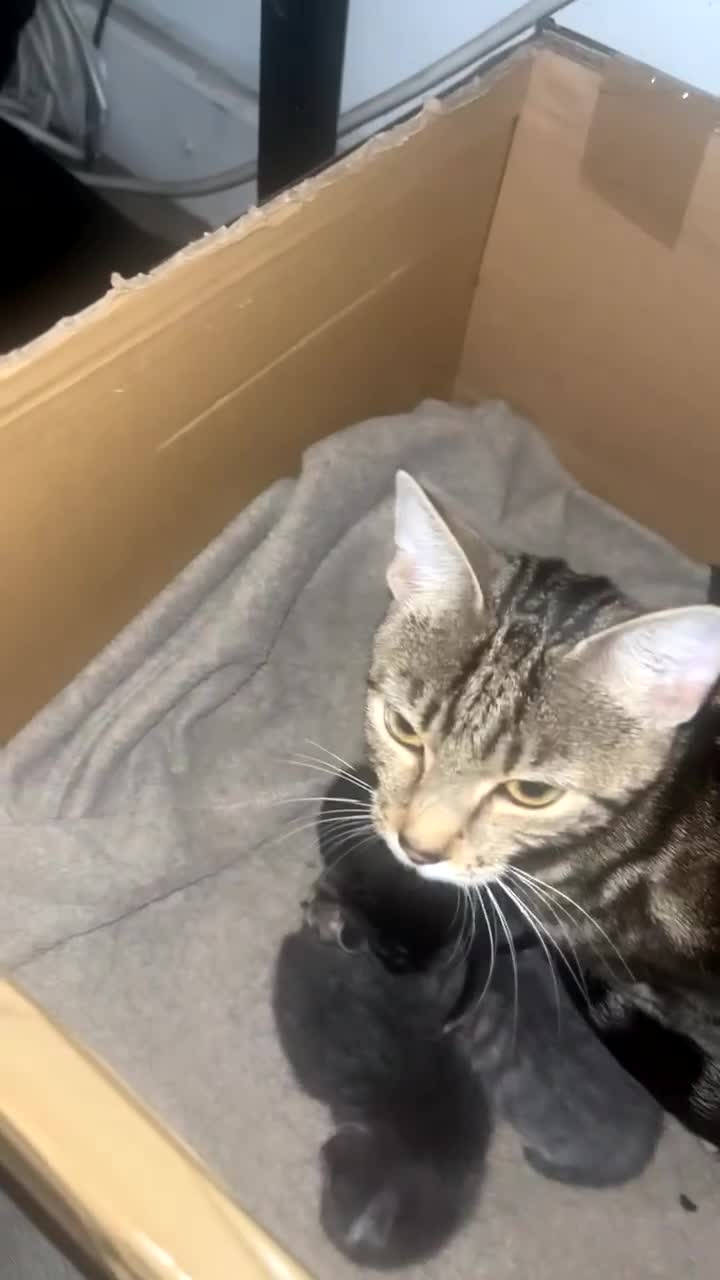 Mixed Breed cats for sale: Fluffy kittens looking for their forever homes  - Video 2