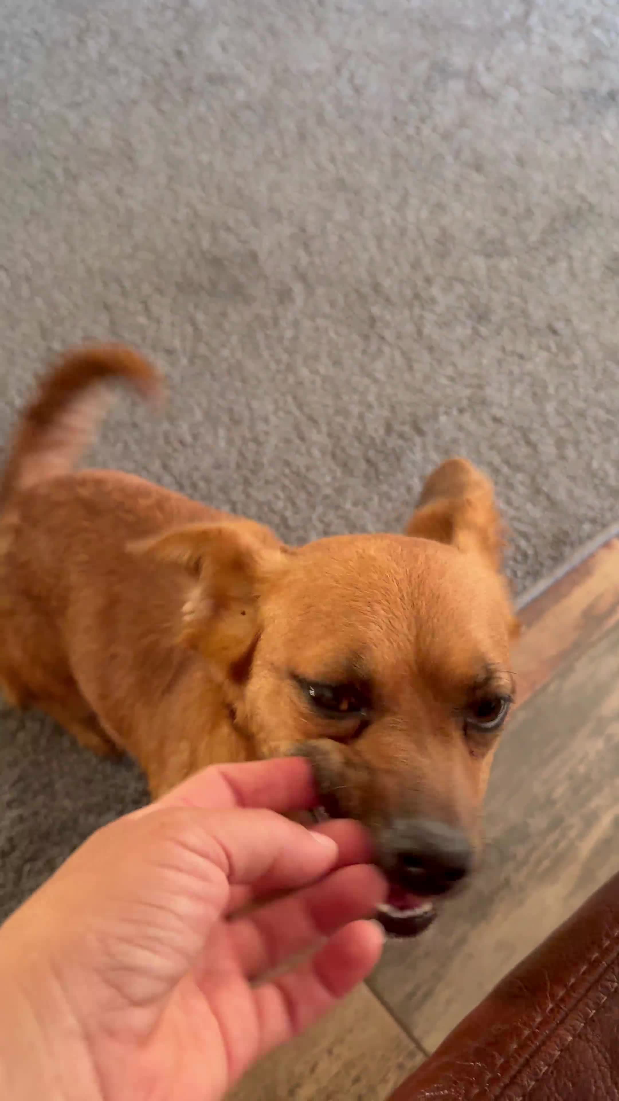 Mixed Breed dogs for adoption: Lovely Luna looking for LOVE - Video 1