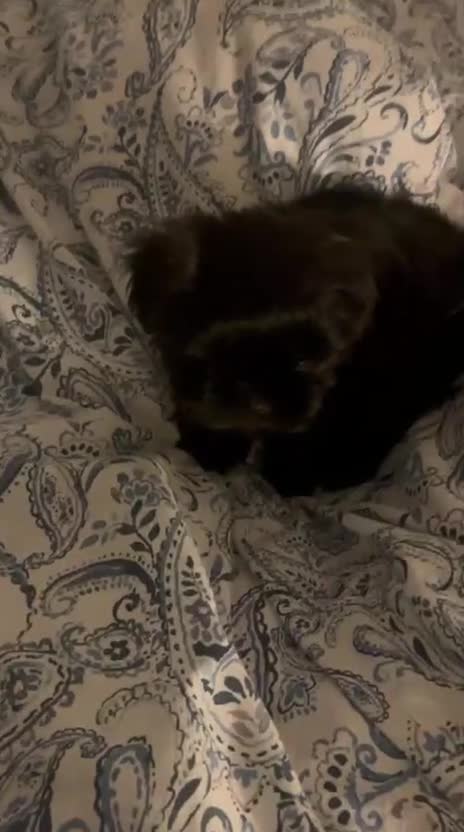 Malshi dogs for sale: Coco the Malshi pup - Video 1