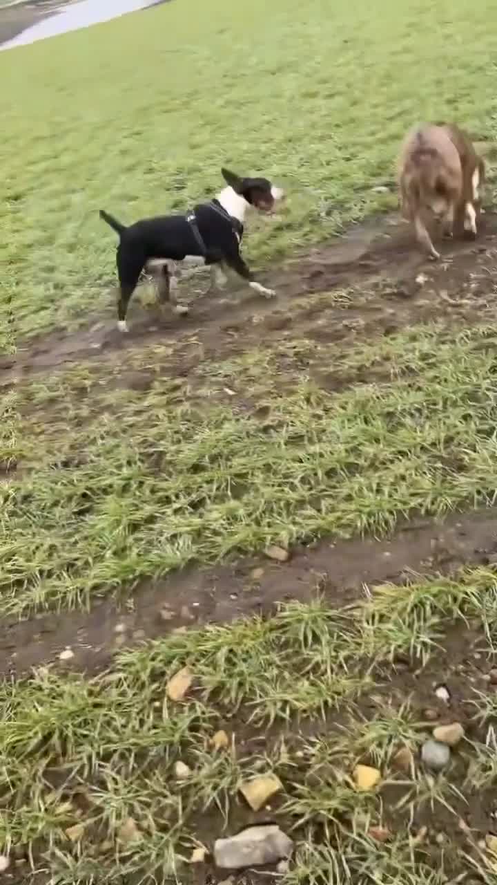 English Bull Terrier dogs for sale: Beautiful liter of championship Englishbullterrier in Ferryhill - Video 1