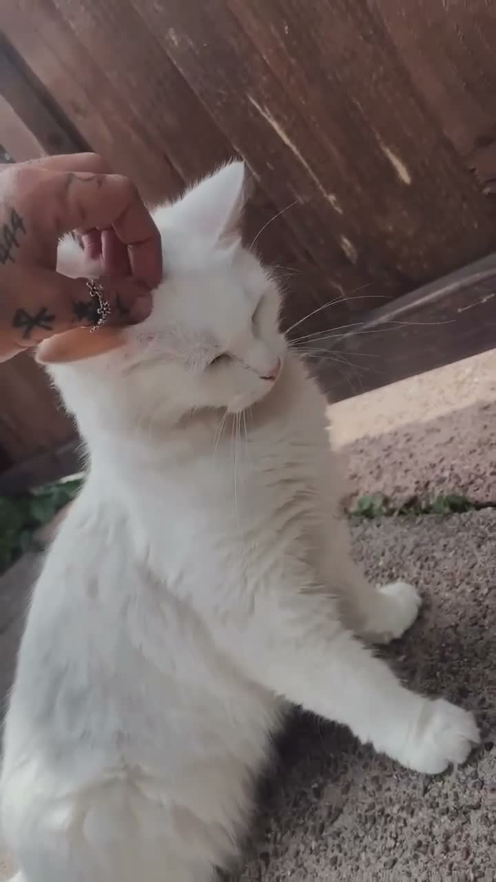 British Longhair cats for sale: Freidès - our beautiful white long hair cat in Stoke-on-Trent - Video 1