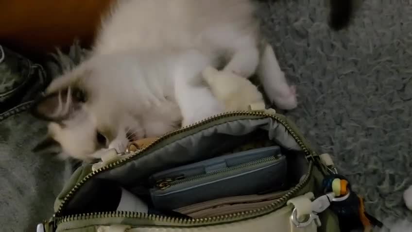 Ragdoll cats for sale: Adorable little Ragdolls  - Video 1
