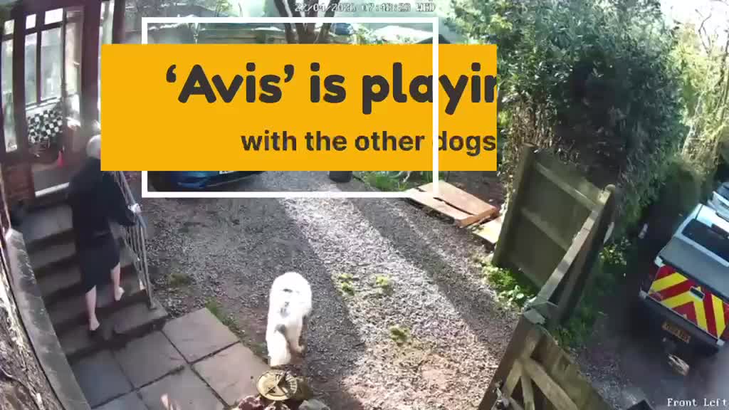 Mixed Breed dogs for adoption: Avis- 20 months - Available Devon area 🇬🇧🇬🇧 in Brixham - Video 1