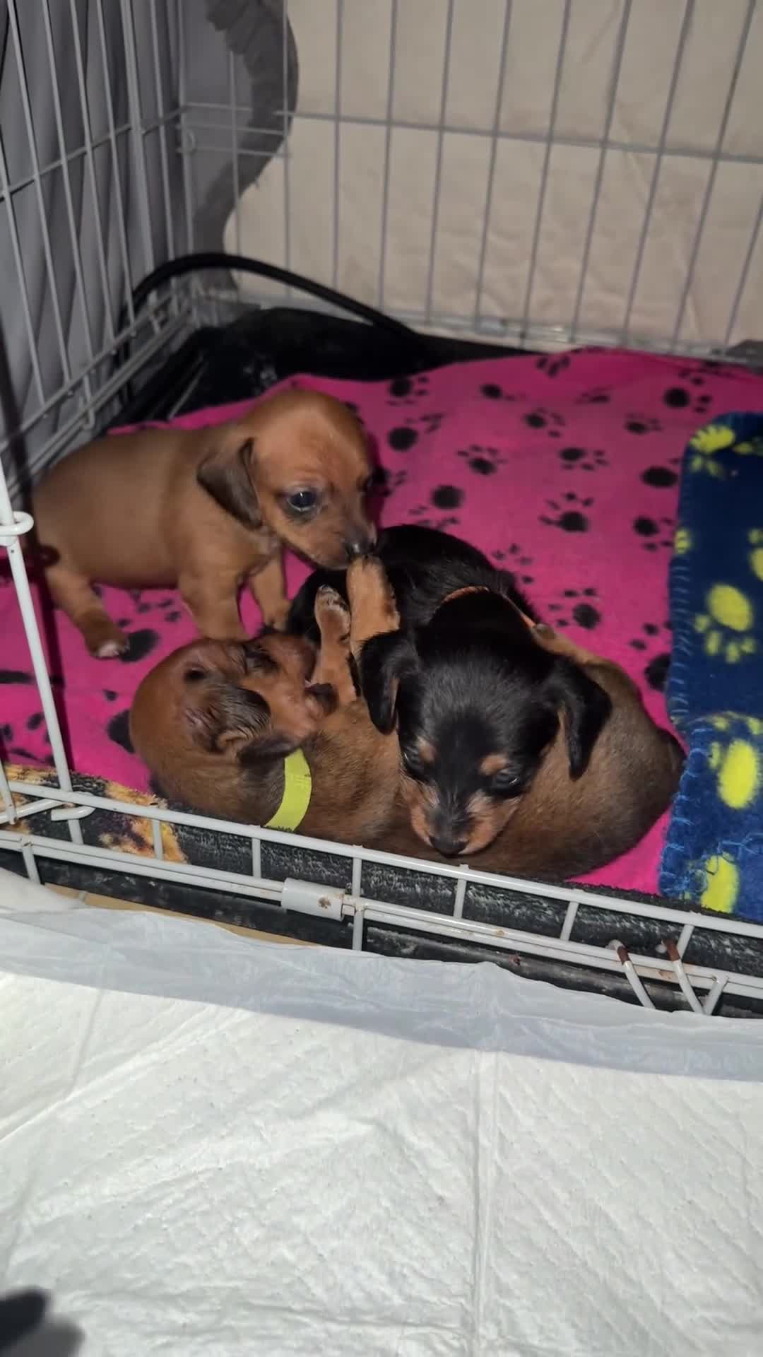 Mixed Breed dogs for sale: Dorkie (dachshund x Yorkie) pups beautiful pups🐾 in Borehamwood - Video 1