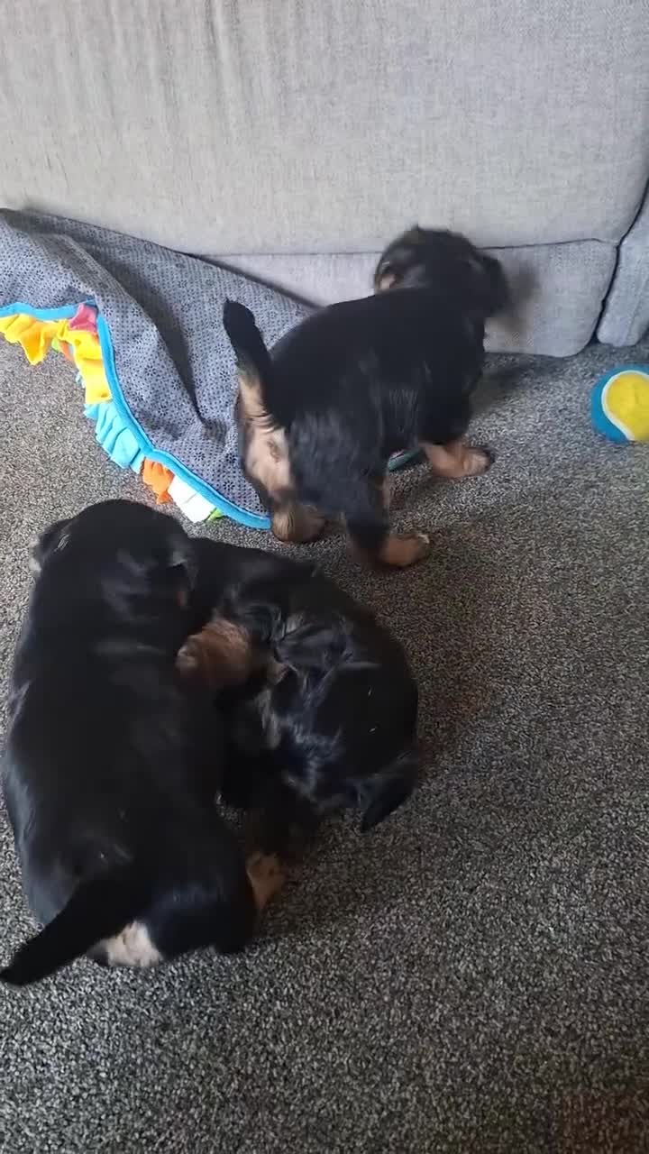Mixed Breed dogs for sale: Beautiful black, tan and white pups - Video 1