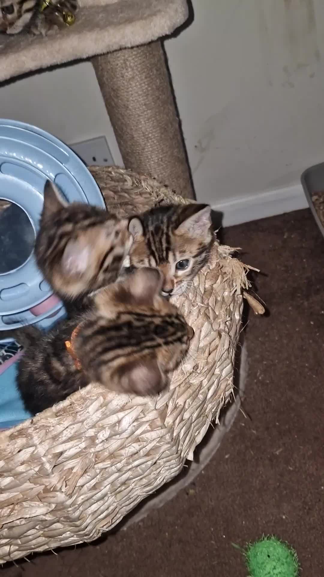 Bengal cats for sale: 3 Gorgeous Bengals kittens 😻😻❤️❤️❤️ - Video 1