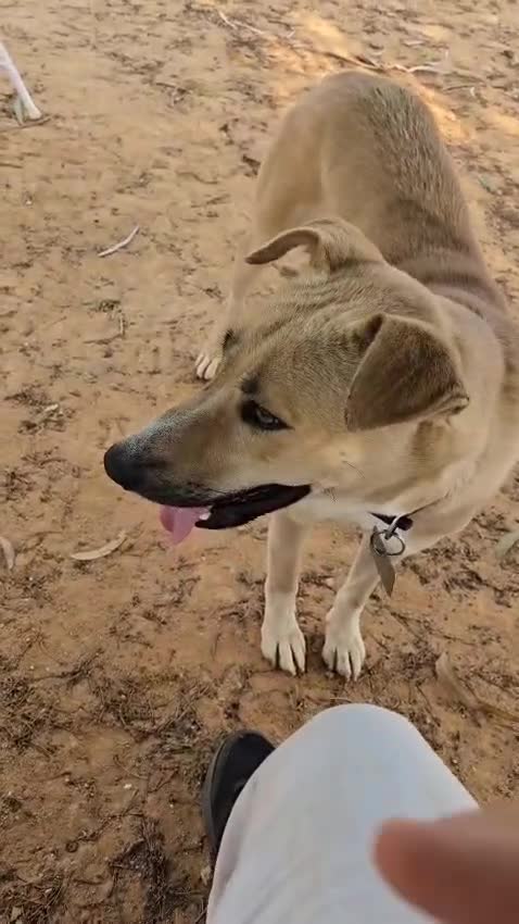 Mixed Breed dogs for sale: Magical Indie Street Dog Coming UK Seeks New Home - Video 2