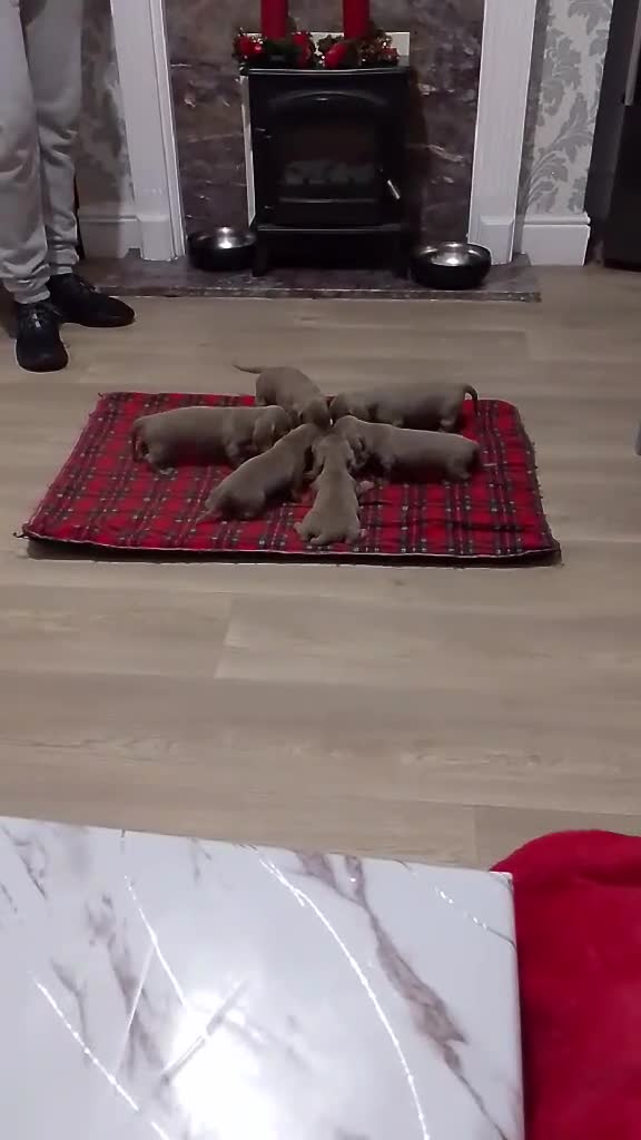 Miniature Dachshund dogs for sale: 6 Beautifull mini dachshunds - Video 1