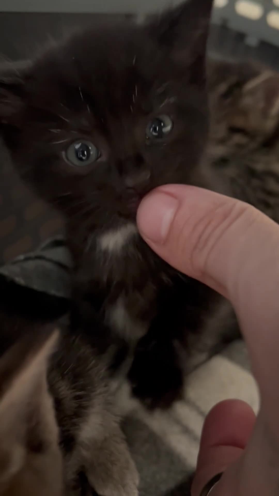 Bengal cats for sale: 2 beautiful bengal tabby girls available!  in Portsmouth - Video 2