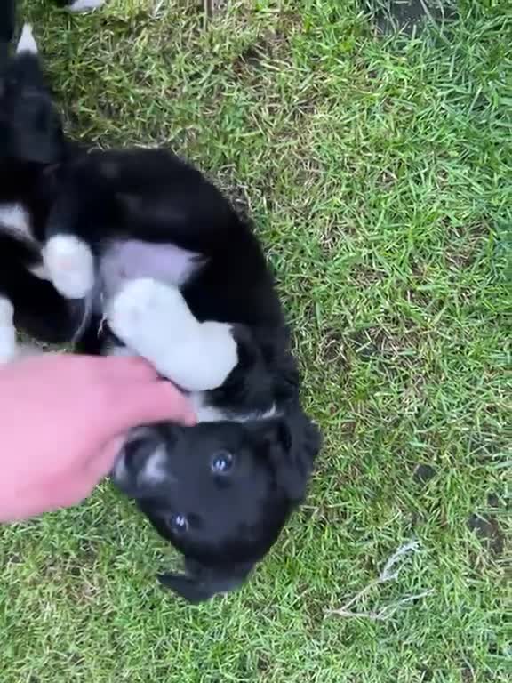 Border Collie dogs for sale: Border collie puppies - Video 4