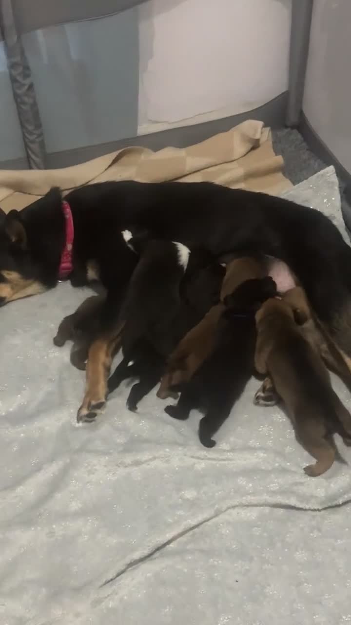 Mixed Breed dogs for sale: Puppies for sale  in Pontypridd - Video 1