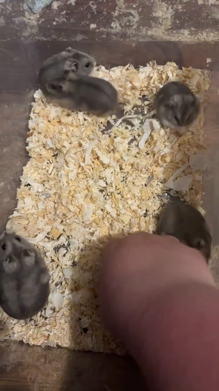 Hamster rodents for sale: Pure bred winter White Russian dwarf hamster  - Video 2