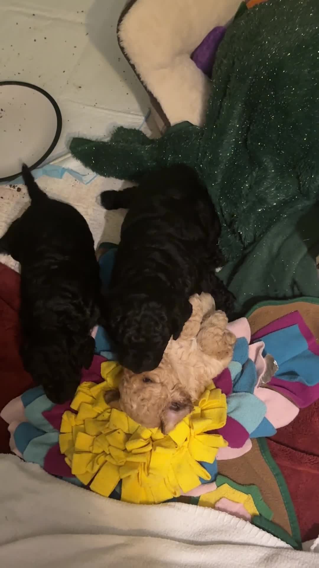 Cockapoo dogs for sale: Real life Teddy Bears! F1B cockapoo miniature - Video 3
