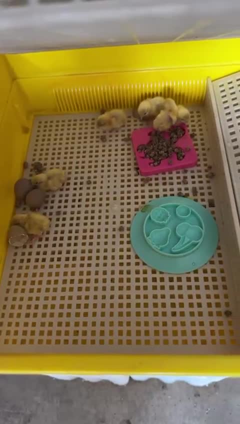Quail poultry for sale: White Chinese Painted Quails chicks  - Video 1