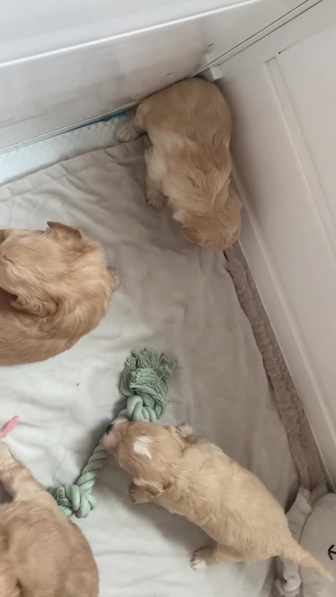 Maltipoo dogs for sale: Adorable Red & Biscuit Girl Maltipoo Puppies in Battle - Video 1