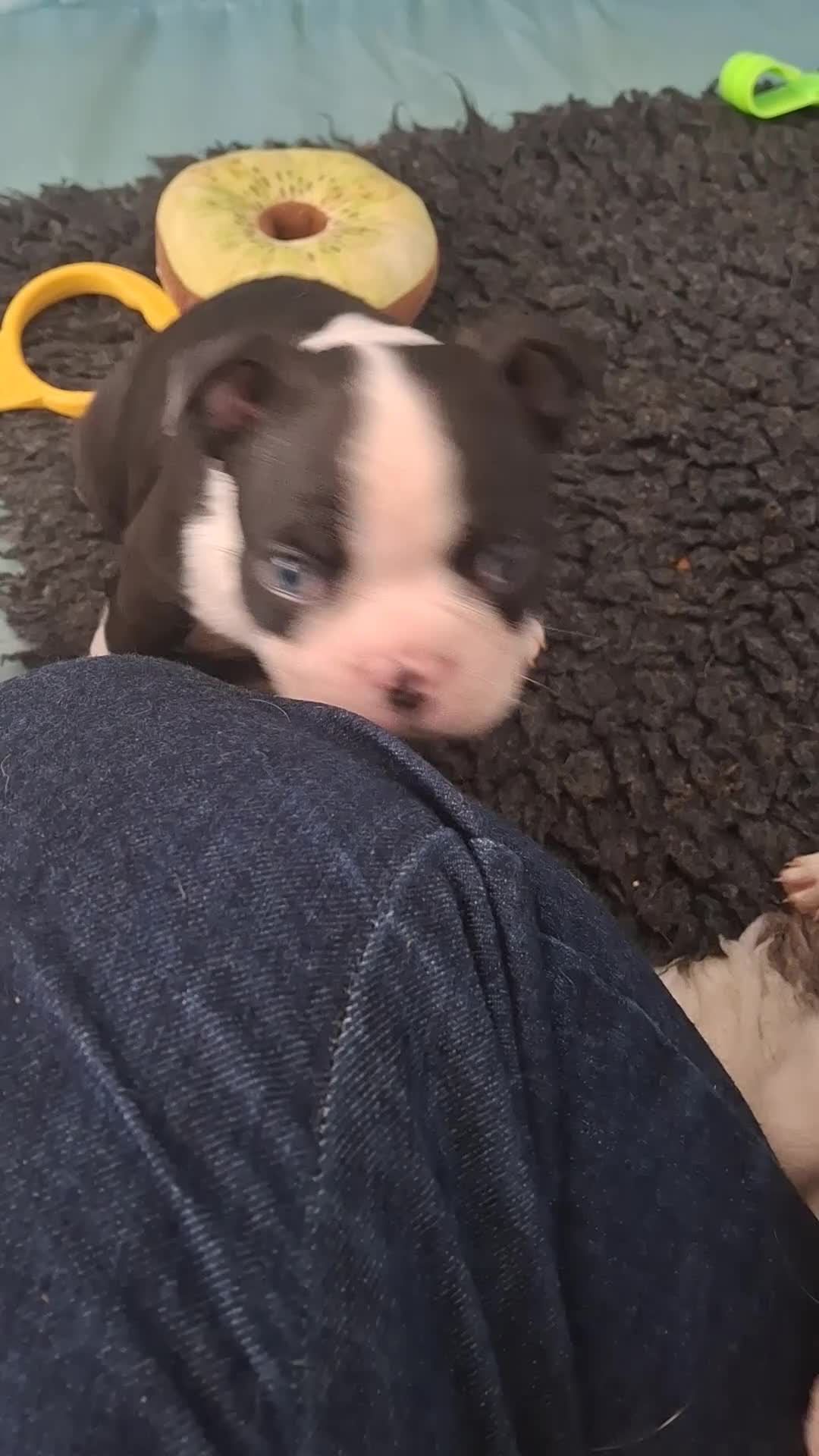 Boston Terrier dogs for sale: Stunning Boston Terriers Boys.  - Video 1