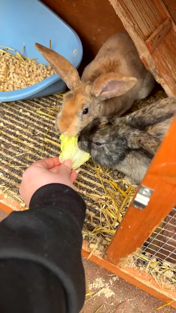 Mixed Breed rabbits for sale: Orange male rabbit  in Bridgwater - Video 1