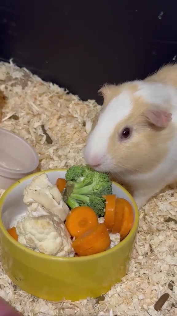 Guinea Pig rodents for sale: 3 Male Guinea Pigs Looking 4 New Forever Home 🐹❤️ - Video 4