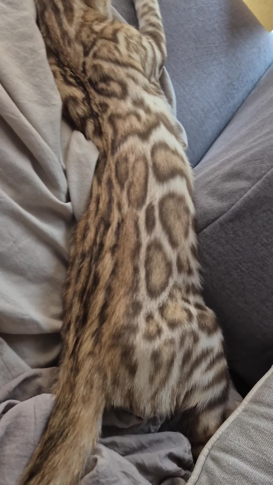 Bengal cats for sale: Pure bengal  - Video 1