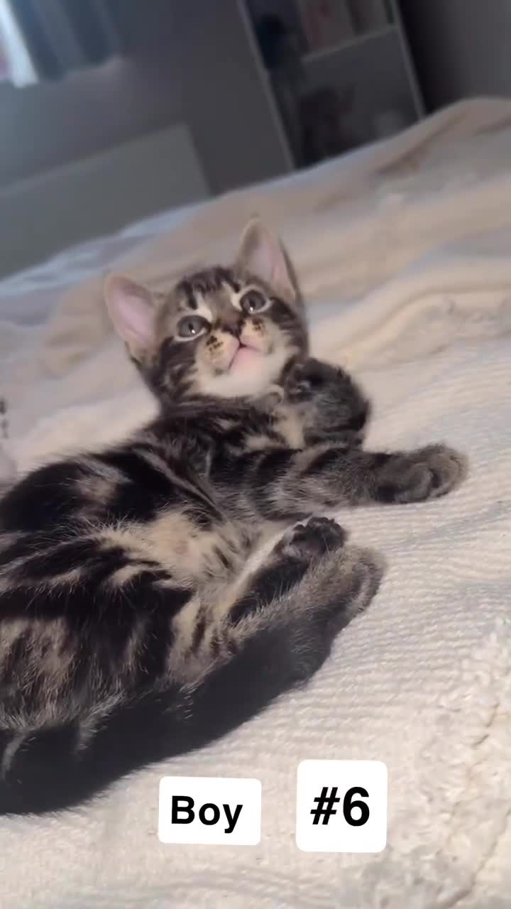 British Shorthair cats for sale: 7 Beautiful Kittens Looking for Their Forever Home - Video 2