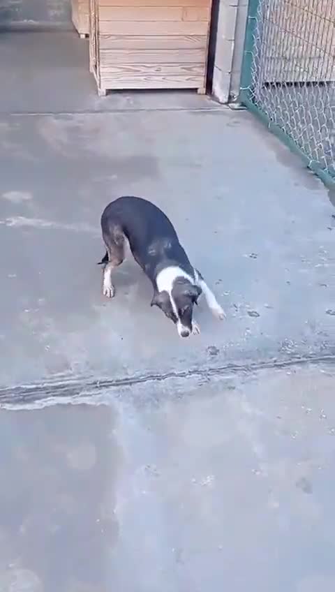 Mixed Breed dogs for adoption: Monty, 1 yr approx. Available for adoption. - Video 1