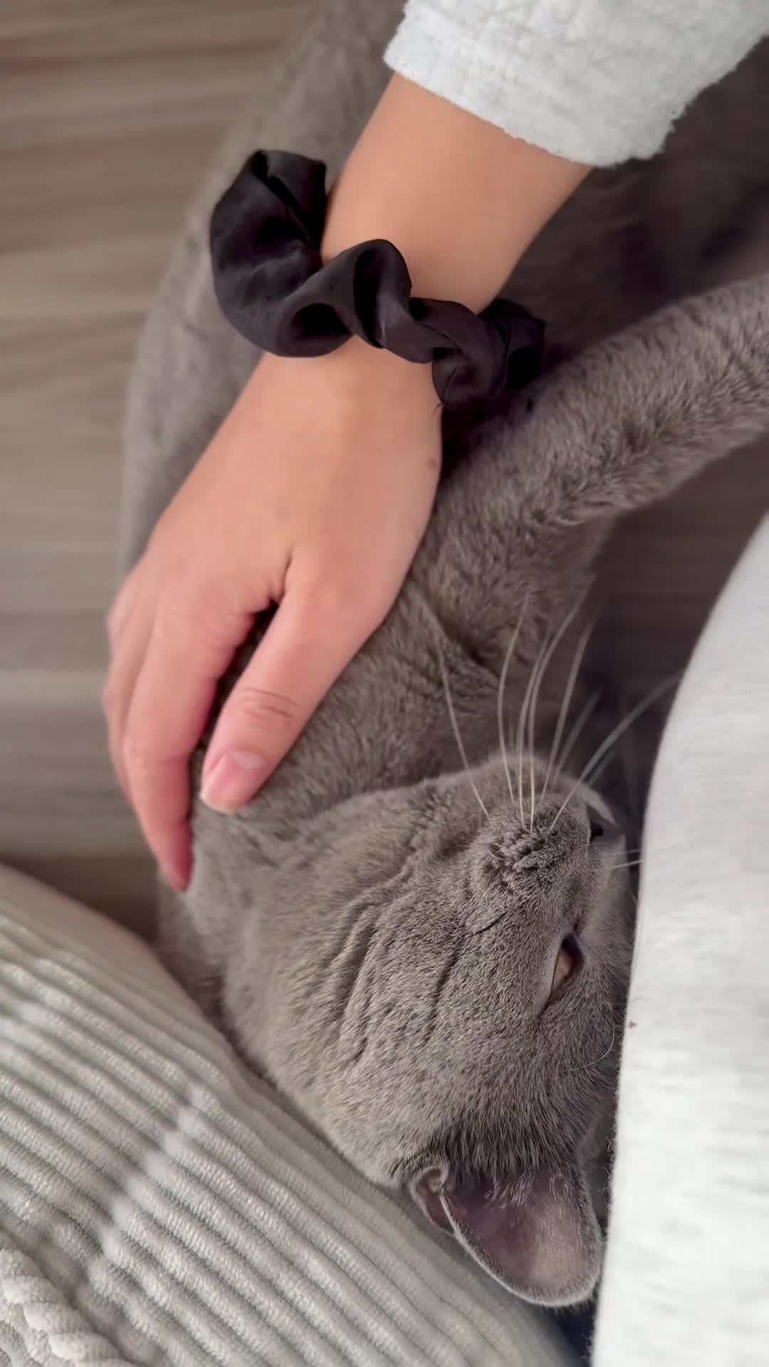 British Shorthair cats for sale: Seven little souls looking for their new home 🐾 - Video 1