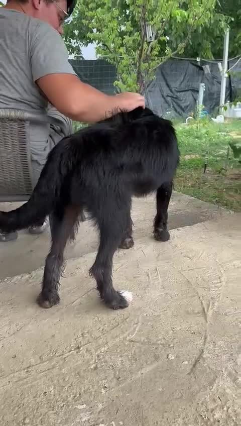 Mixed Breed dogs for adoption: TARMAC - a handsome young boy for a Loving Home - Video 2