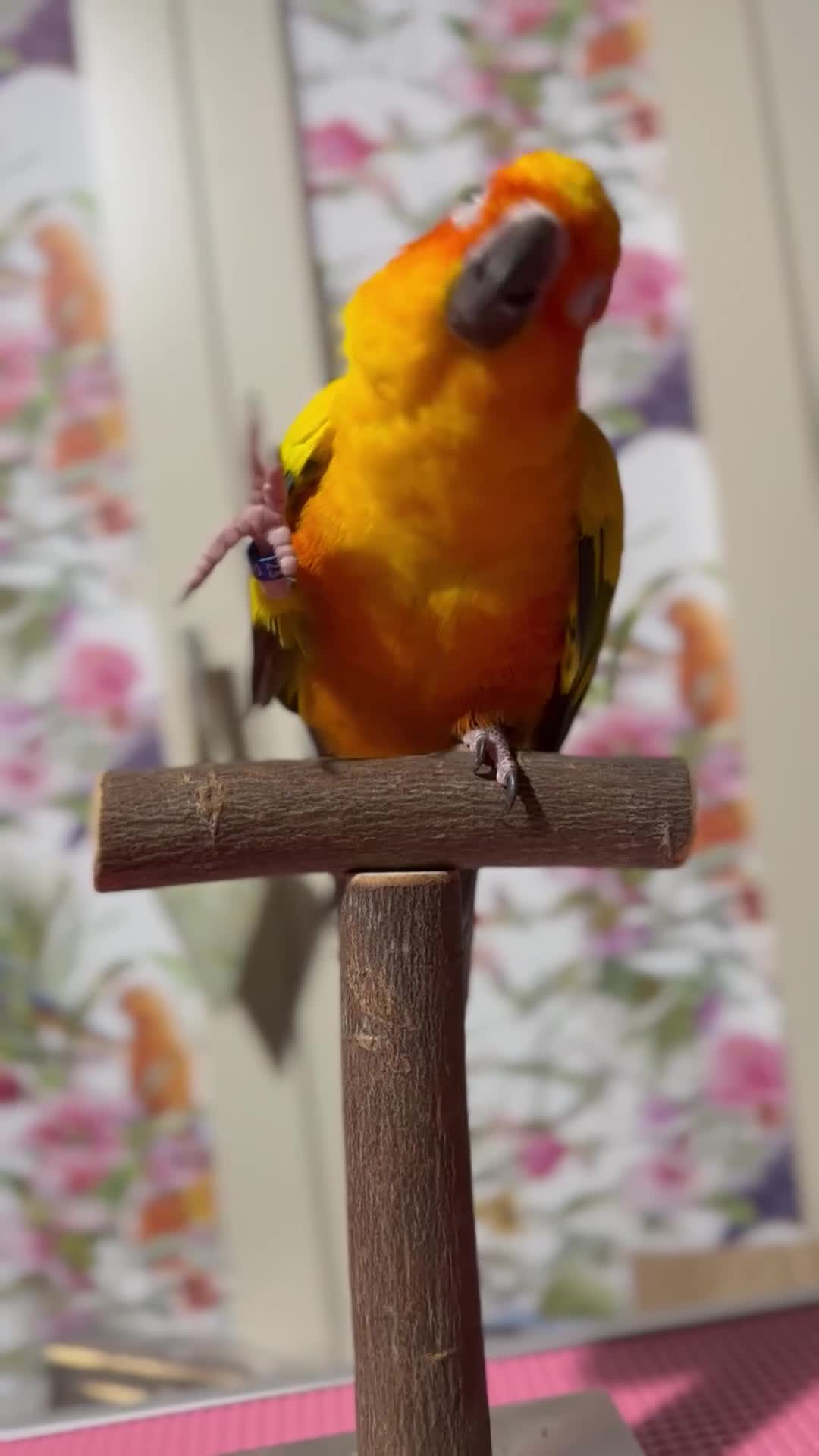 Conures birds for sale: Sun Conure pair  - Video 2