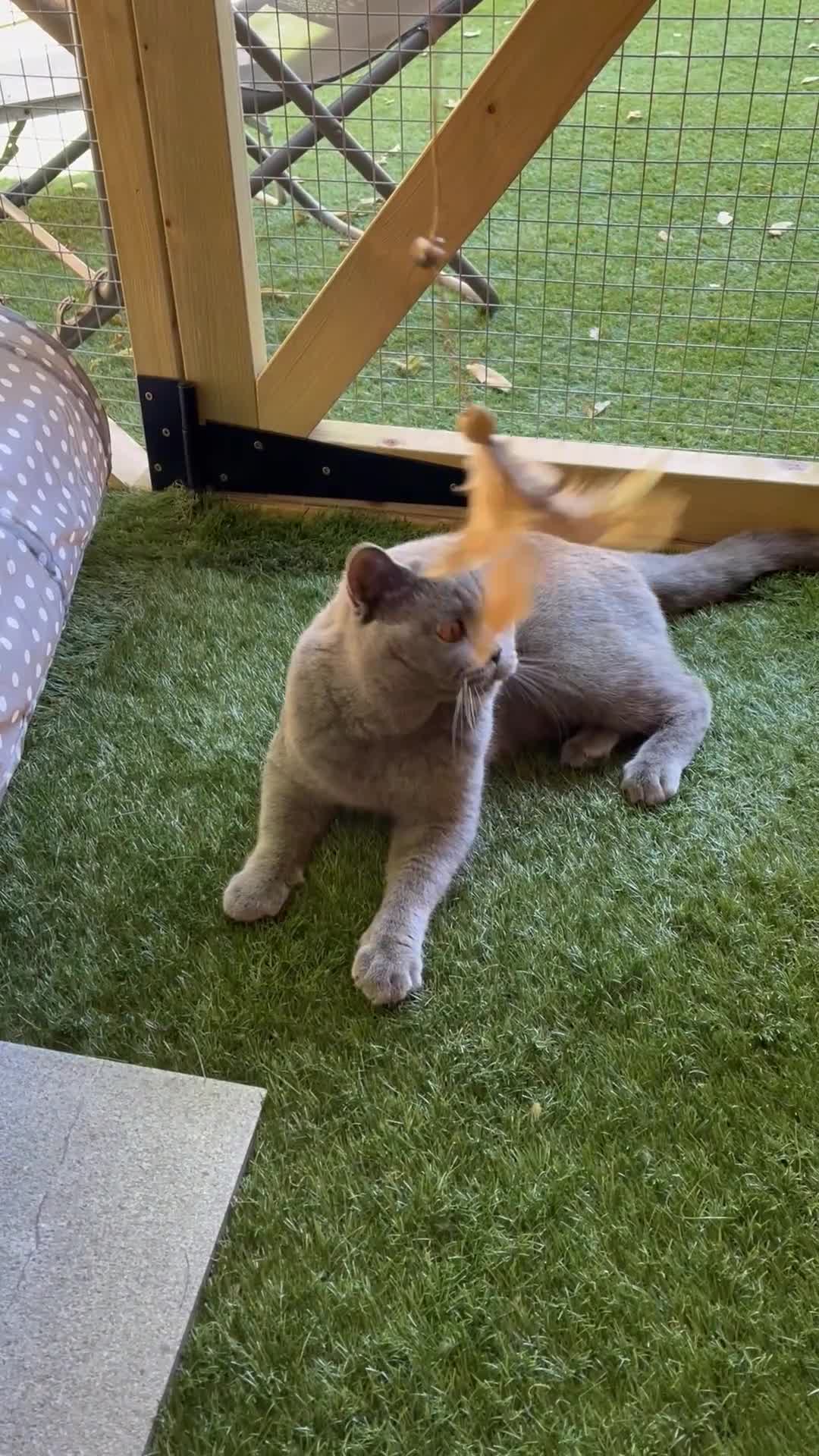 British Shorthair cats for stud: Champion British Blue Import for Stud  in Bournemouth - Video 2