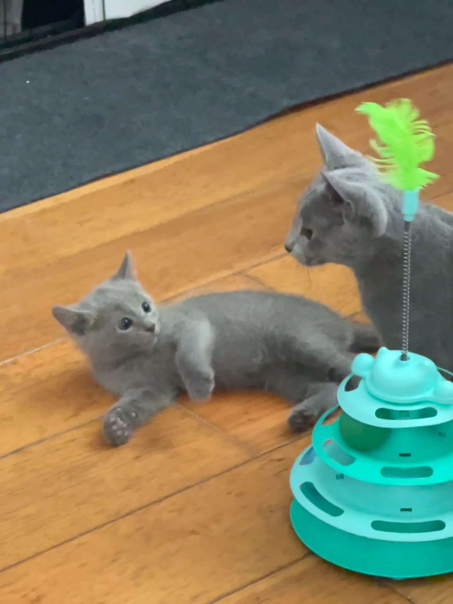 Russian Blue cats for sale: 😻😻The most adorable Russian blue kitten for sale - Video 3