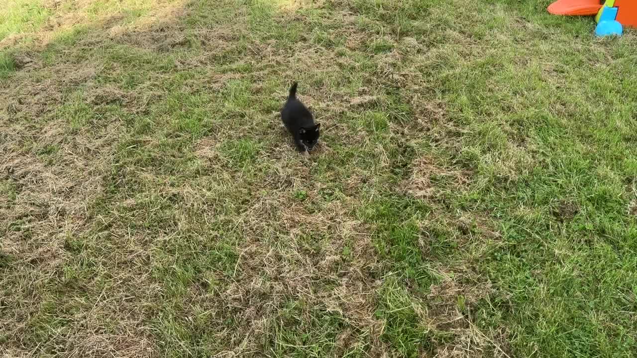 Pomsky dogs for sale: Small f3 Pomsky puppies for sale  - Video 4