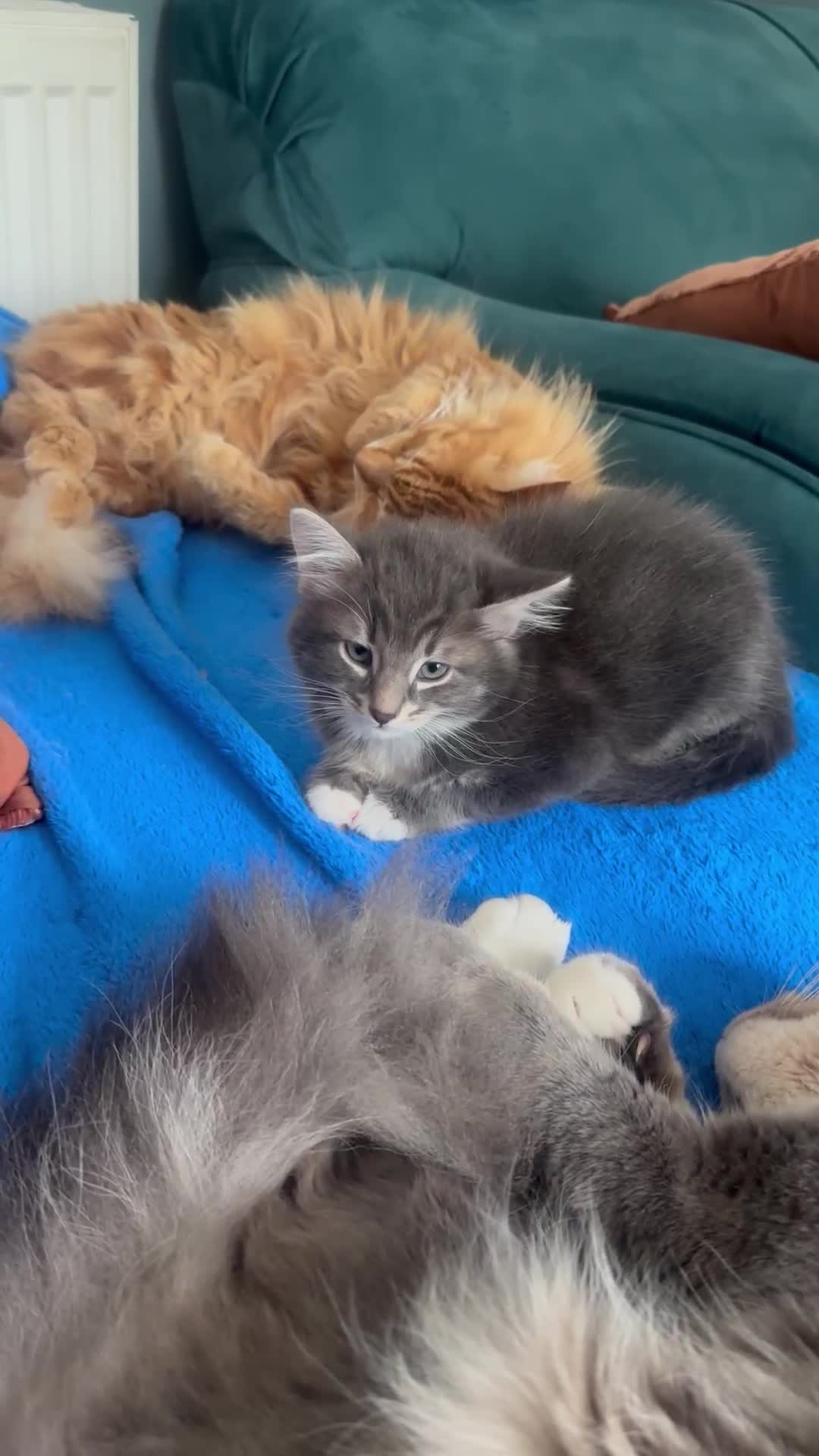 Domestic Shorthair cats for sale: Kitten ready to find forever home  - Video 1