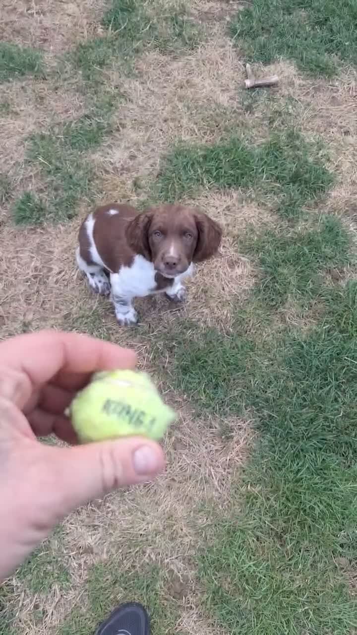 English Springer Spaniel dogs for sale: Lovely KC registered Working Springer Spaniel Pup in Ashford - Video 2