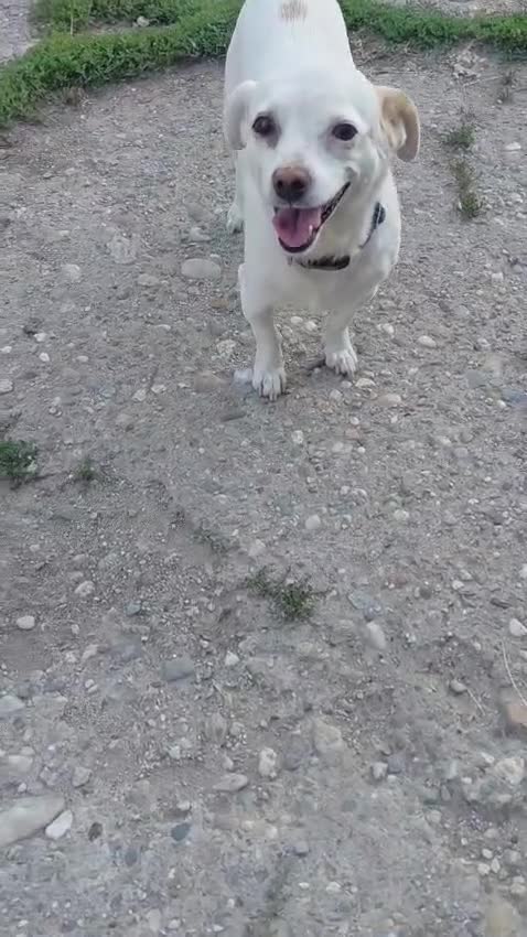 Mixed Breed dogs for adoption: 🐾💕 KARA – A Tiny Girl with an Enormous Heart💕🐾 - Video 4
