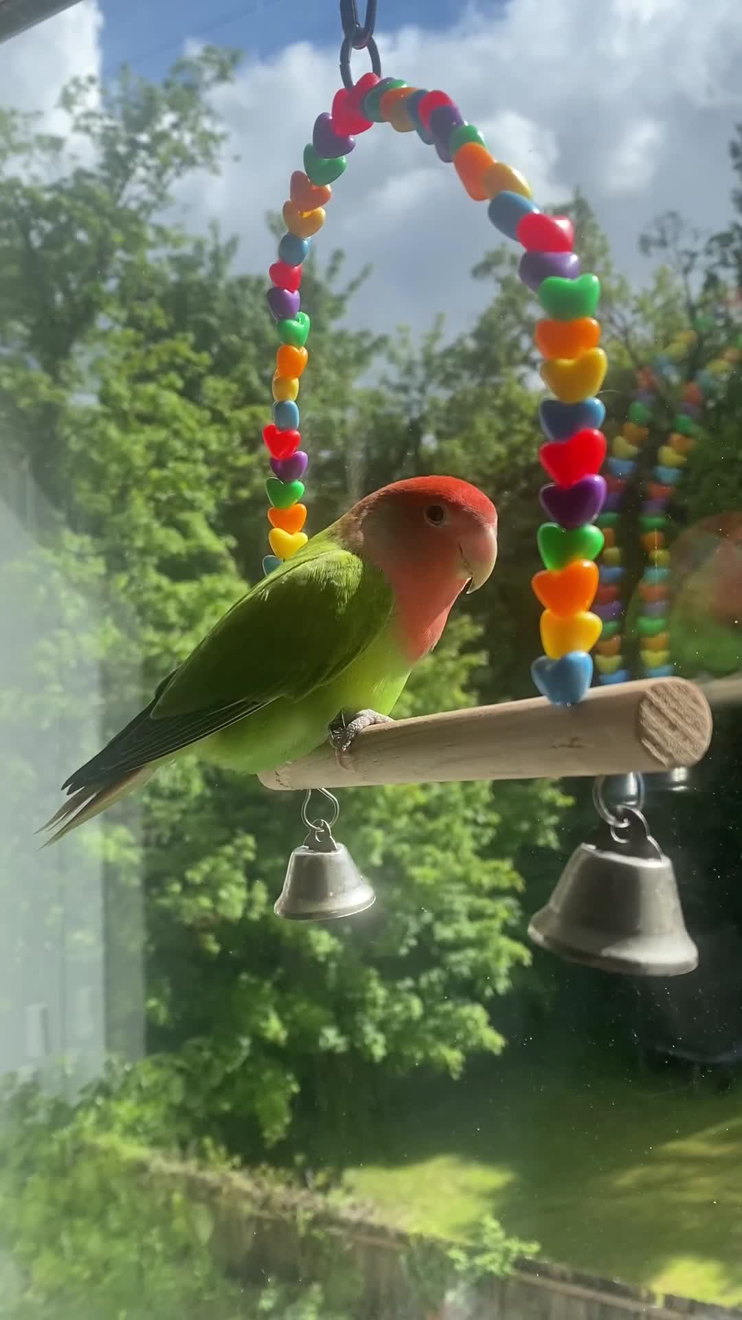 Lovebirds birds for sale: Polly the Lovebird  in Hengoed - Video 1