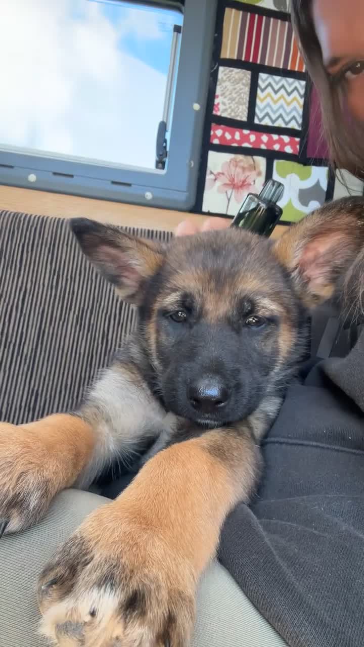 Shepsky dogs for sale: syberian huskyx malinois x german shepherd puppies in Gillingham - Video 1