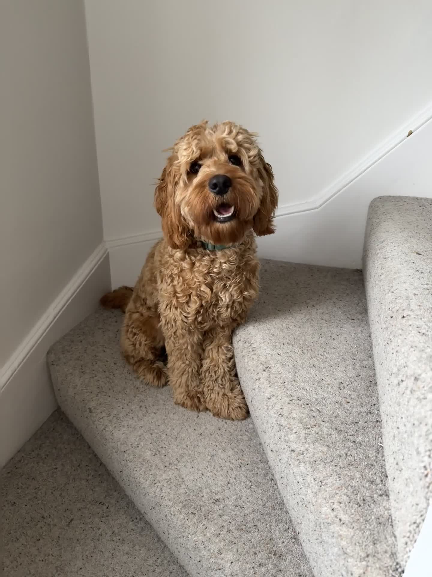 Cockapoo dogs for sale: 10 Month Old Cockapoo - Video 4