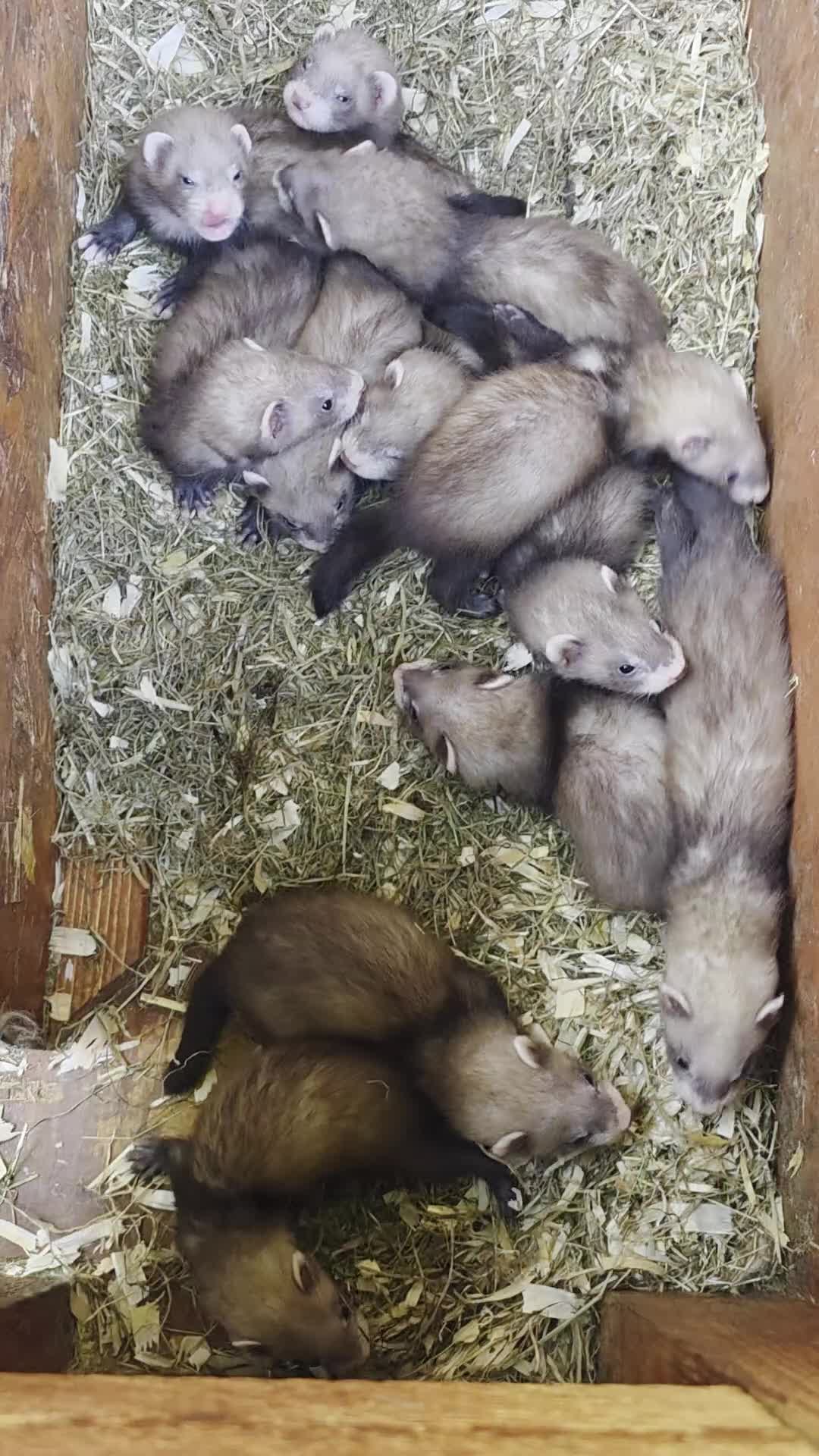 Ferret rodents for sale: Ferret kits ready to leave now - Video 1