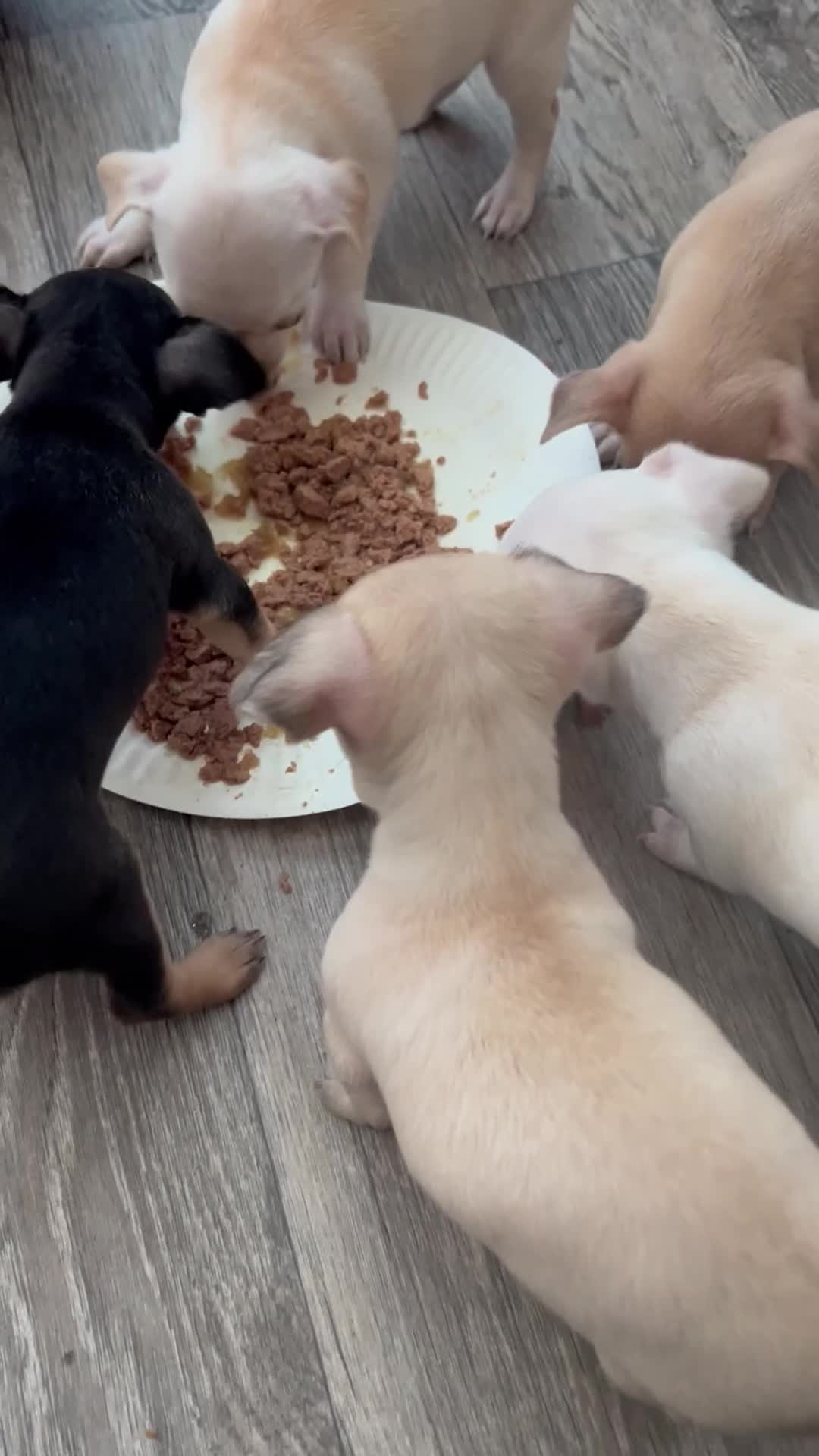 Chihuahua dogs for sale: Beautiful short hair chihuahua  - Video 1