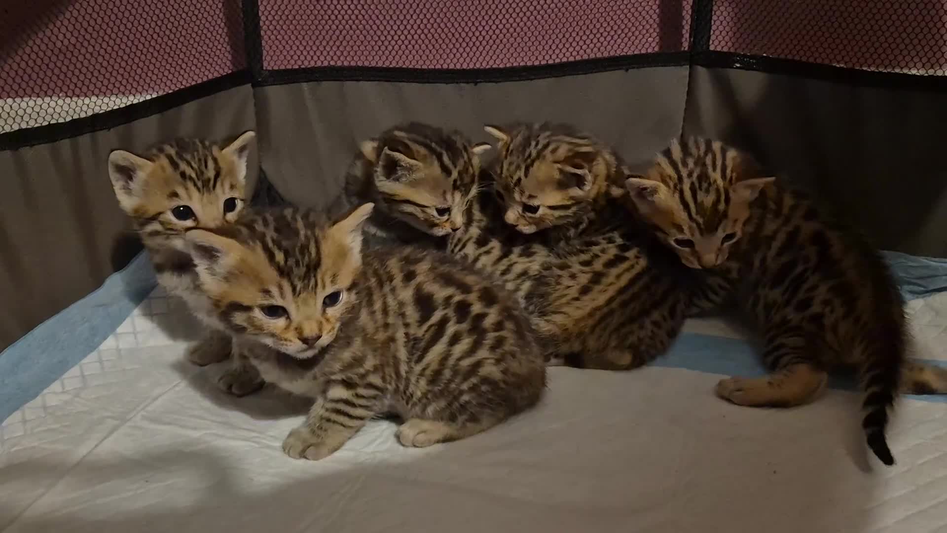 Bengal cats for sale: Beautiful Bengal kittens-Ready in April 🐾 - Video 1