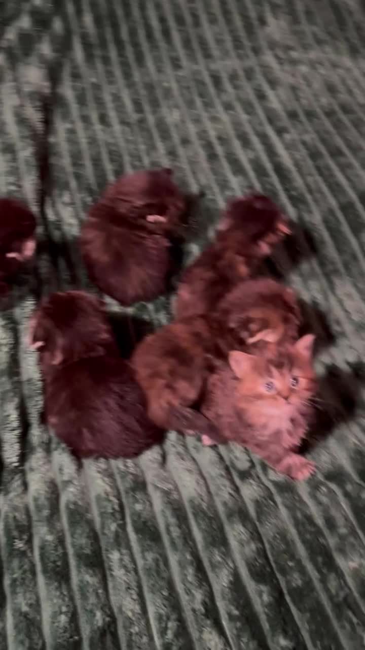 Scottish Fold cats for sale: Scottish fold long hair - Video 1