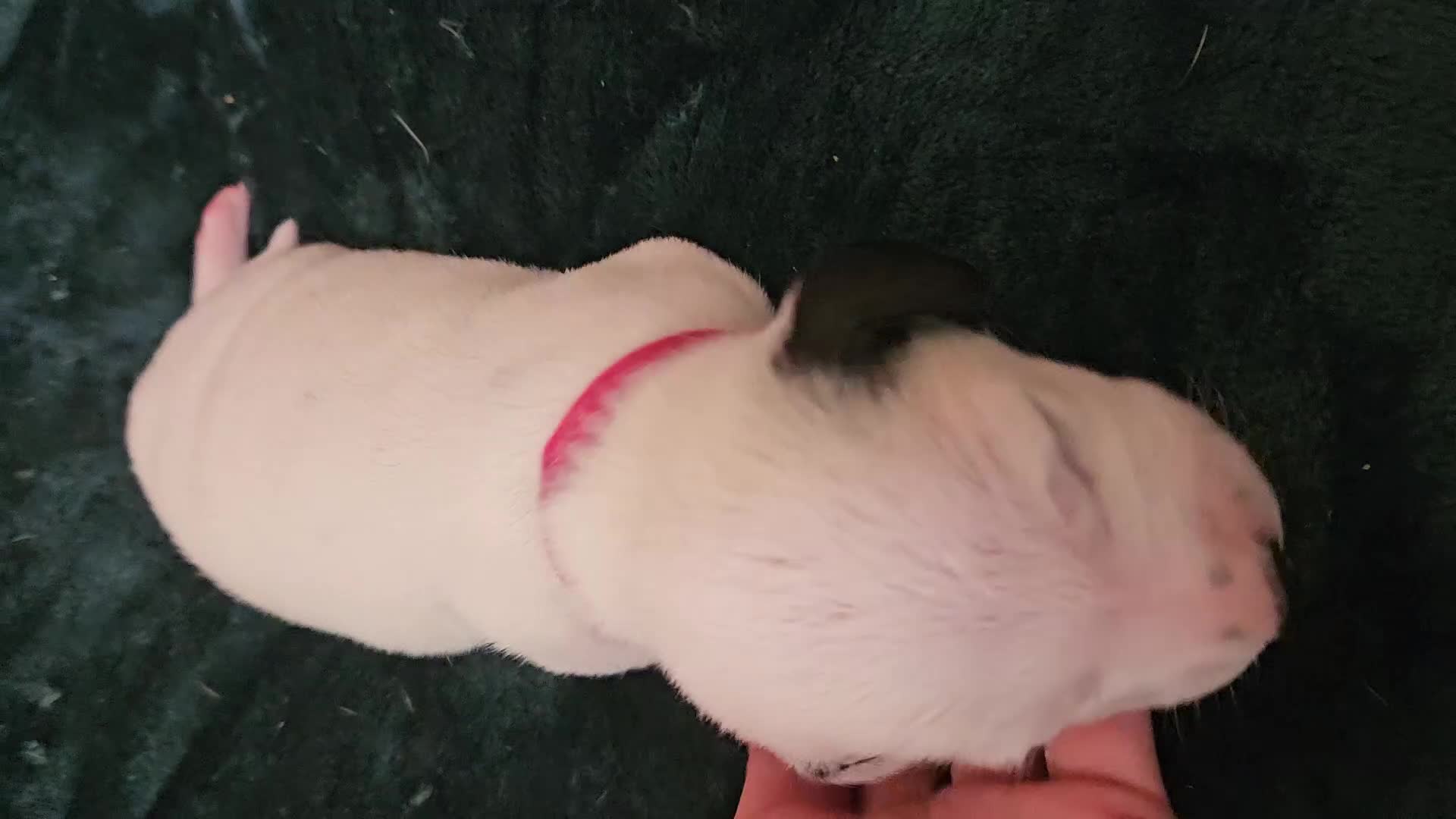 Dalmatian dogs for sale: 8 KC Dalmatian puppies  - Video 1